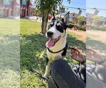 Small #1 Siberian Husky Mix