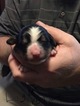 Small Photo #1 Bernese Mountain Dog Puppy For Sale in RAVENNA, OH, USA