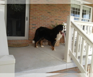 Father of the Bernese Mountain Dog puppies born on 11/01/2022