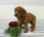 Small #4 Cavapoo