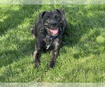 Small #4 Plott Hound Mix