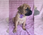 Small #2 Cane Corso