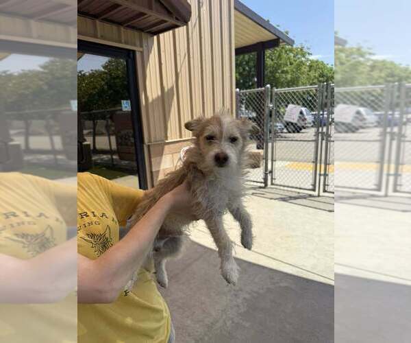 Medium Photo #2 Mutt Puppy For Sale in Calgary, Alberta, Canada