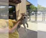 Small #1 Mutt