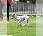 Small #4 Mutt
