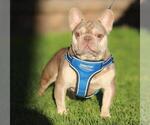 Small Photo #2 French Bulldog Puppy For Sale in LOS ANGELES, CA, USA
