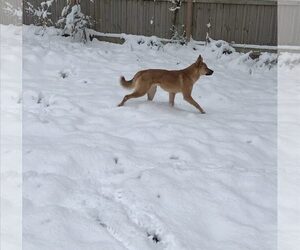 Glen Frye - Male Mutt Dog for Adoption - Photo #5