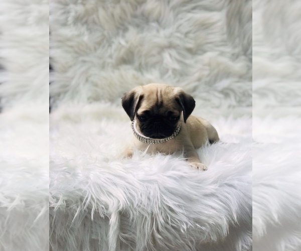 Medium Photo #4 Pug Puppy For Sale in CANTON, CT, USA