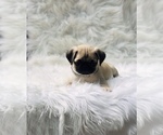 Small Photo #4 Pug Puppy For Sale in CANTON, CT, USA