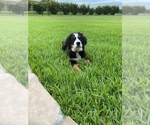 Small Photo #4 Bernese Mountain Dog Puppy For Sale in RICHMOND, TX, USA