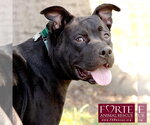 Small #5 American Staffordshire Terrier Mix
