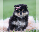Small #4 Pomeranian