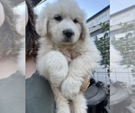 Puppy Pink Great Pyrenees