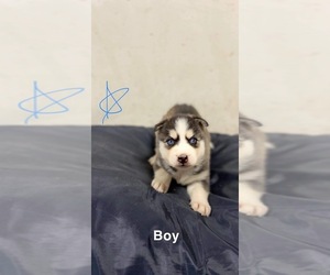 Siberian Husky Puppy for sale in MONCLOVA, OH, USA