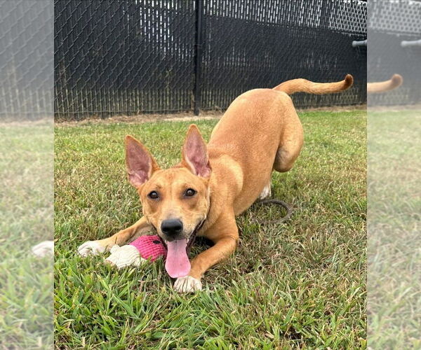 Medium Photo #5 Mutt Puppy For Sale in Evansville, IN, USA