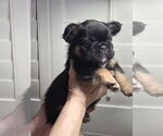 Small #1 French Bulldog