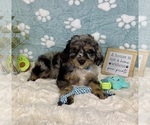 Small #4 Bernedoodle (Miniature)