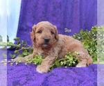 Small Photo #3 Goldendoodle (Miniature) Puppy For Sale in GREENBANK, PA, USA