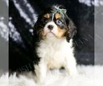 Small Photo #24 Cavalier King Charles Spaniel Puppy For Sale in WARSAW, IN, USA