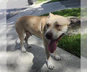 American Staffordshire Terrier-Unknown Mix Dogs for adoption in San Antonio, TX, USA