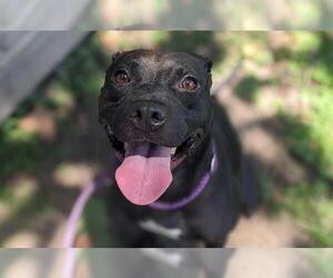 Labrador Retriever-Unknown Mix Dogs for adoption in Ocala, FL, USA