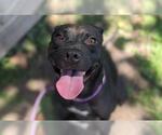Small Labrador Retriever Mix