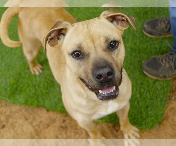 Medium Photo #2 Black Mouth Cur-Unknown Mix Puppy For Sale in Tallahassee, FL, USA