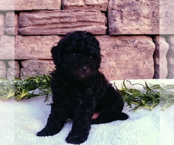 Medium Photo #1 ShihPoo Puppy For Sale in NARVON, PA, USA