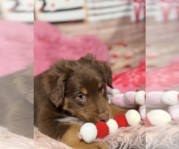 Medium Photo #17 Australian Shepherd Puppy For Sale in NEW BRAUNFELS, TX, USA