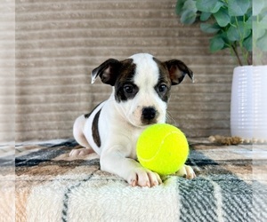 Brat Puppy for sale in GREENFIELD, IN, USA