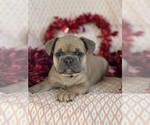 Small Photo #1 French Bulldog Puppy For Sale in RICHLAND, IA, USA