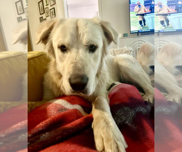 Medium Photo #10 Great Pyrenees Puppy For Sale in Spring, TX, USA