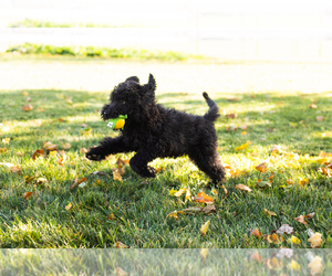 Poodle (Standard) Puppy for sale in SHIPSHEWANA, IN, USA