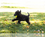 Small Photo #1 Poodle (Standard) Puppy For Sale in SHIPSHEWANA, IN, USA