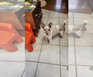 Miniature Schnauzer-Shih Tzu Mix Dogs for adoption in Alexandria, KY, USA