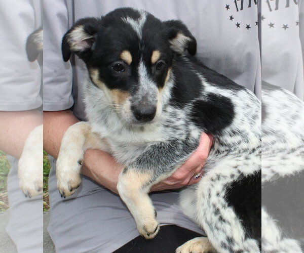 Medium Photo #1 Mutt Puppy For Sale in Prattville, AL, USA