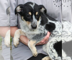 Mutt Dogs for adoption in Prattville, AL, USA