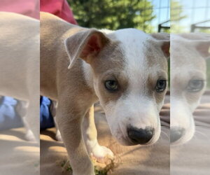 Mutt Dogs for adoption in Wenonah, NJ, USA