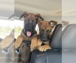 Small Photo #23 Malinois Puppy For Sale in SAN MARCOS, CA, USA
