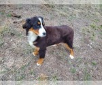 Small Photo #11 Bernese Mountain Dog Puppy For Sale in BLACK FOREST, CO, USA