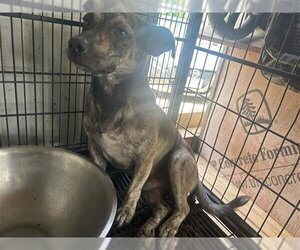 Chiweenie Dogs for adoption in Houston, TX, USA