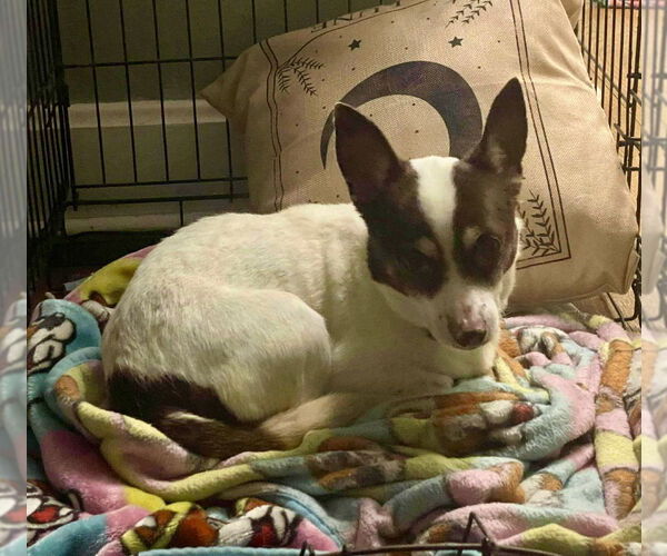 Medium Photo #2 Rat-Cha Puppy For Sale in Cromwell, KY, USA