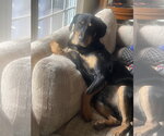 Small #15 Rottweiler Mix