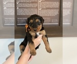 Small Photo #6 Airedale Terrier Puppy For Sale in LENEXA, KS, USA