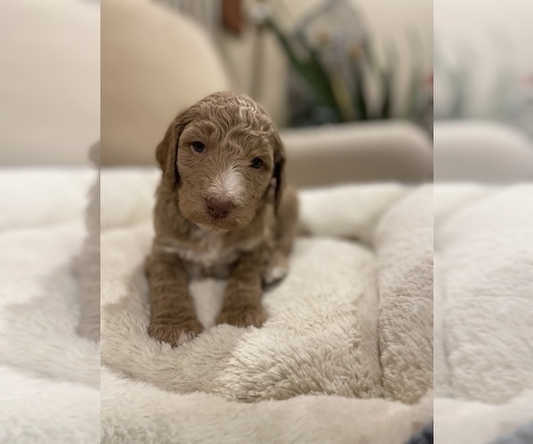 Medium Photo #2 Goldendoodle Puppy For Sale in GARNET VALLEY, PA, USA
