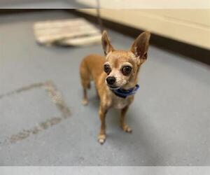 Chihuahua Dogs for adoption in Denver, CO, USA