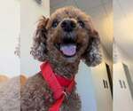 Small Poodle (Miniature)