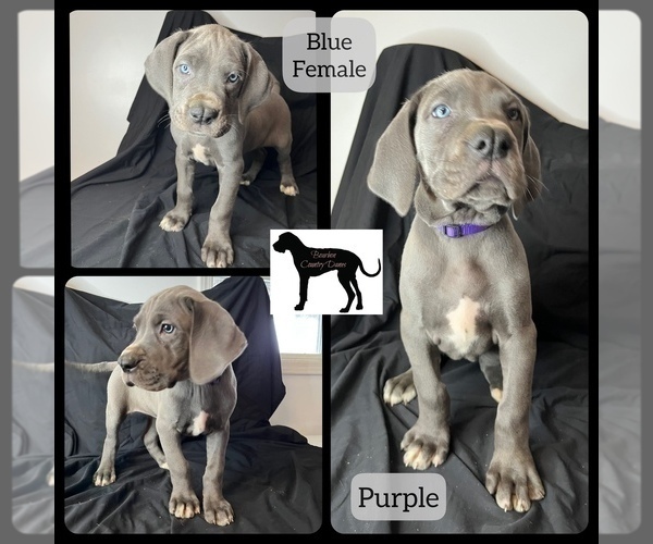 Medium Photo #6 Great Dane Puppy For Sale in LAWRENCEBURG, KY, USA