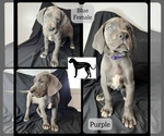 Small Photo #6 Great Dane Puppy For Sale in LAWRENCEBURG, KY, USA