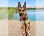 Small #1 German Shepherd Dog
